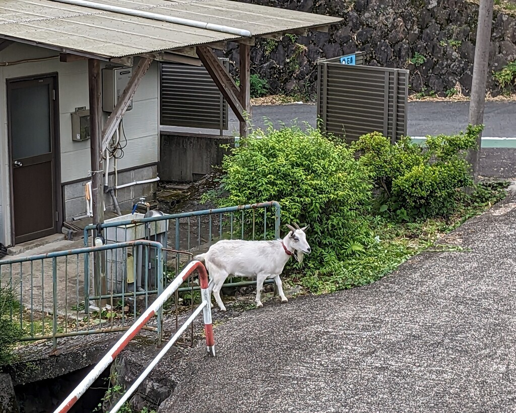 こっちゃん日記