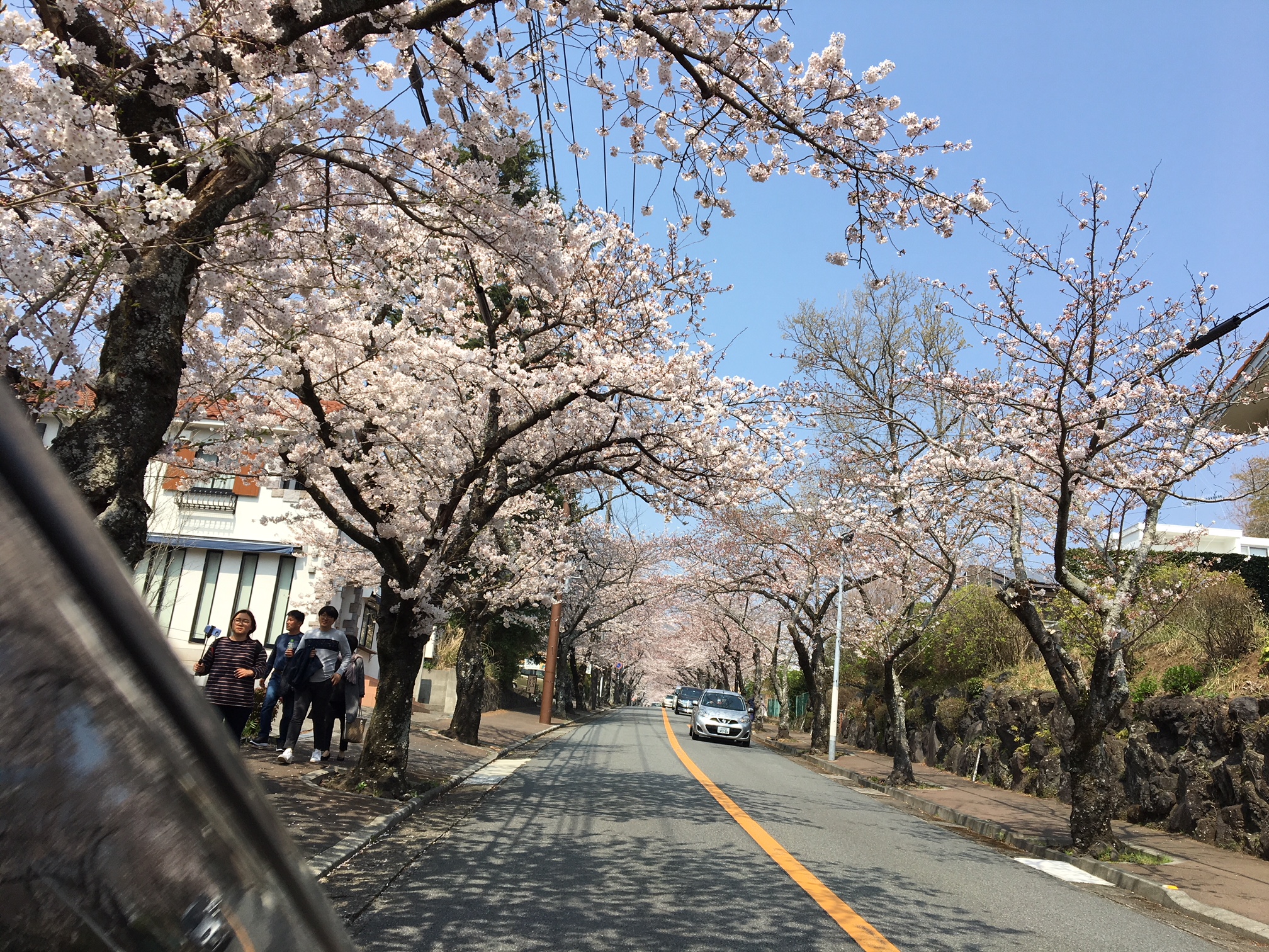 桜4.JPG